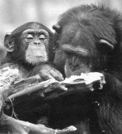 Франс де Вааль - Политика у шимпанзе. Власть и секс у приматов