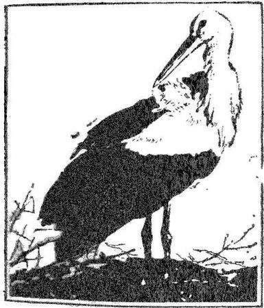 Леонид Семаго - Гнездо над крыльцом