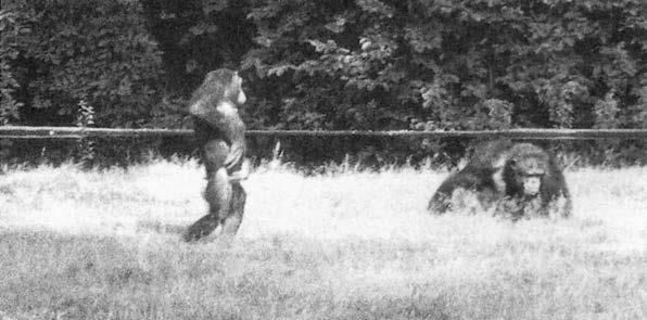 Франс де Вааль - Политика у шимпанзе. Власть и секс у приматов