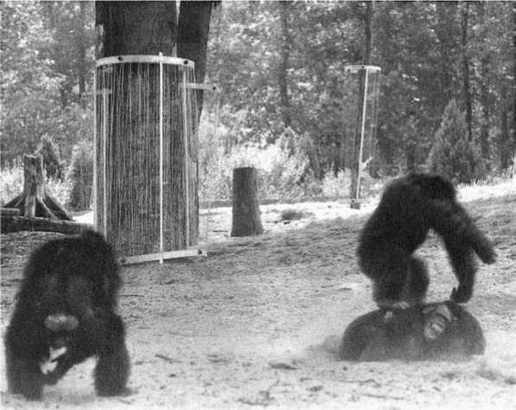 Франс де Вааль - Политика у шимпанзе. Власть и секс у приматов