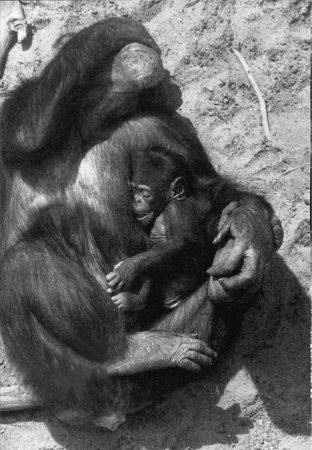 Франс де Вааль - Политика у шимпанзе. Власть и секс у приматов