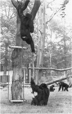 Франс де Вааль - Политика у шимпанзе. Власть и секс у приматов