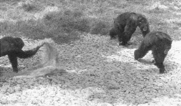 Франс де Вааль - Политика у шимпанзе. Власть и секс у приматов