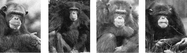 Франс де Вааль - Политика у шимпанзе. Власть и секс у приматов