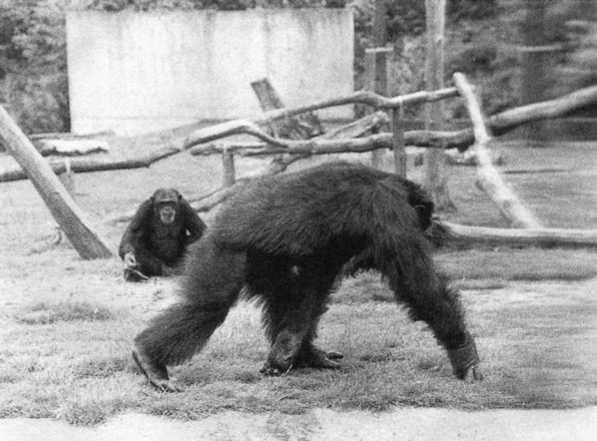 Франс де Вааль - Политика у шимпанзе. Власть и секс у приматов