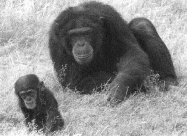 Франс де Вааль - Политика у шимпанзе. Власть и секс у приматов