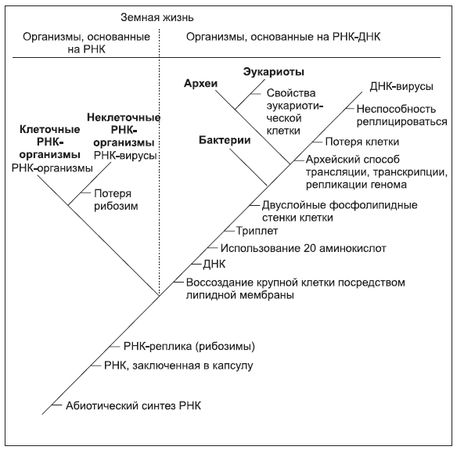 Питер Уорд, Джозеф Киршвинк - Новая история происхождения жизни на Земле