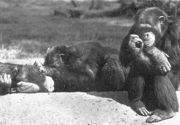 Франс де Вааль - Политика у шимпанзе. Власть и секс у приматов