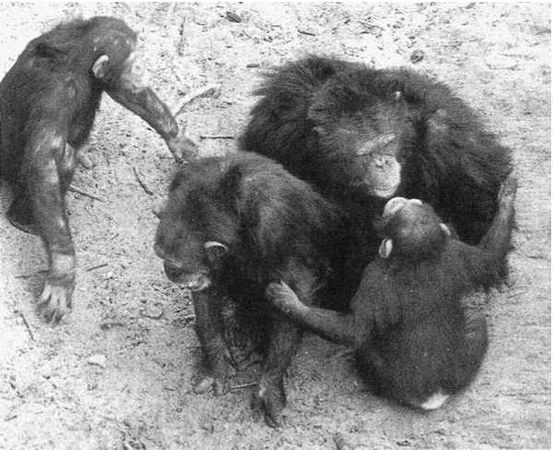 Франс де Вааль - Политика у шимпанзе. Власть и секс у приматов