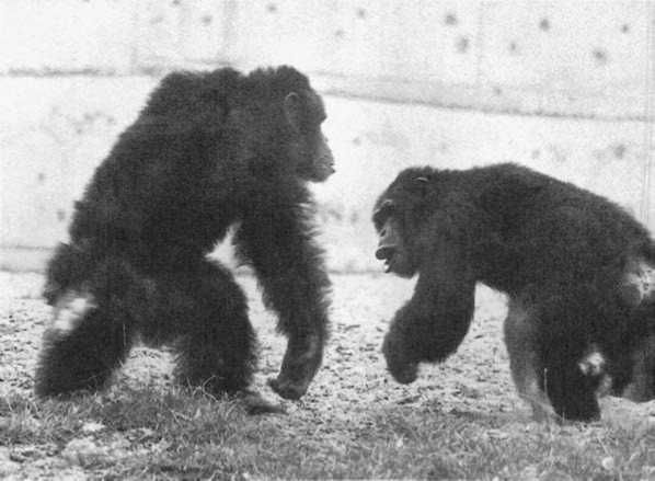 Франс де Вааль - Политика у шимпанзе. Власть и секс у приматов