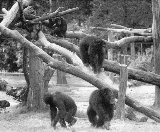 Франс де Вааль - Политика у шимпанзе. Власть и секс у приматов