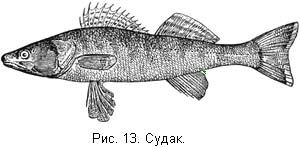 Жизнь и ловля пресноводных рыб. Часть 1