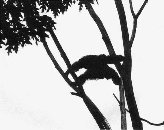 Франс де Вааль - Политика у шимпанзе. Власть и секс у приматов