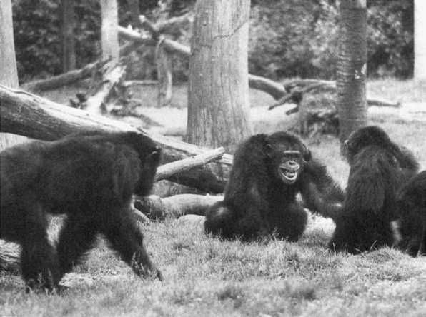 Франс де Вааль - Политика у шимпанзе. Власть и секс у приматов