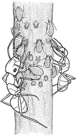 Анатолий Захаров - Муравей, семья, колония