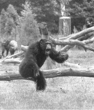 Франс де Вааль - Политика у шимпанзе. Власть и секс у приматов