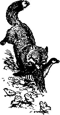 Максим Зверев - Ущелье барсов