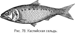 Жизнь и ловля пресноводных рыб. Часть 1