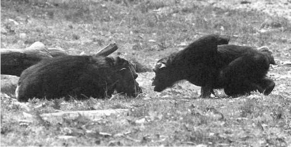 Франс де Вааль - Политика у шимпанзе. Власть и секс у приматов
