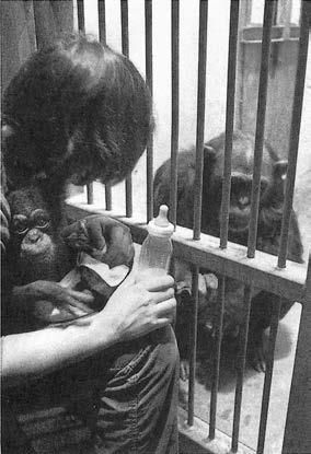 Франс де Вааль - Политика у шимпанзе. Власть и секс у приматов