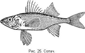 Л. Сабанеев - Жизнь и ловля пресноводных рыб. Часть 1