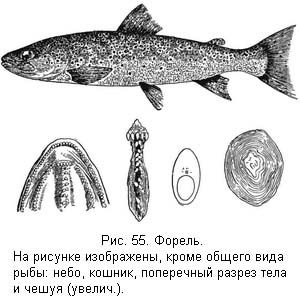 Л. Сабанеев - Жизнь и ловля пресноводных рыб. Часть 1