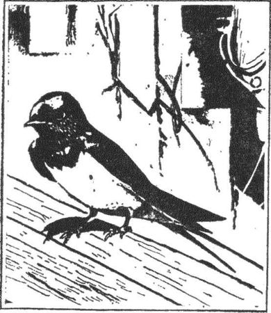 Леонид Семаго - Гнездо над крыльцом