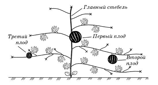 С. Калюжный - Парники и теплицы. Строим и выращиваем