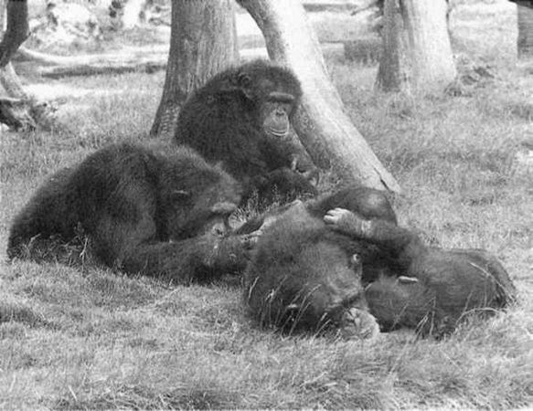 Франс де Вааль - Политика у шимпанзе. Власть и секс у приматов