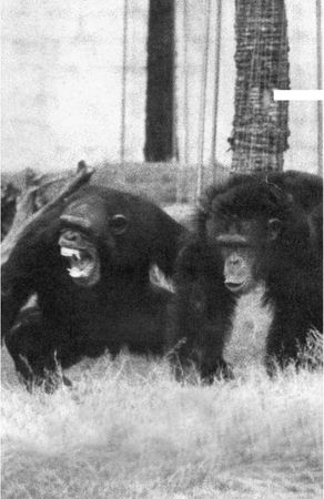 Франс де Вааль - Политика у шимпанзе. Власть и секс у приматов