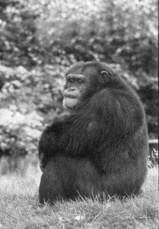 Франс де Вааль - Политика у шимпанзе. Власть и секс у приматов