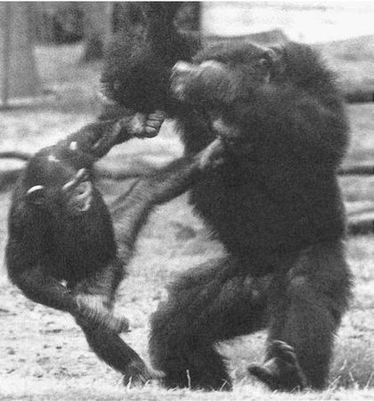 Франс де Вааль - Политика у шимпанзе. Власть и секс у приматов