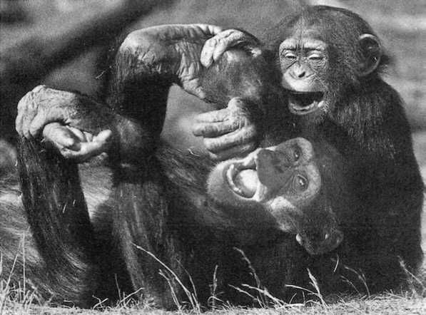 Франс де Вааль - Политика у шимпанзе. Власть и секс у приматов