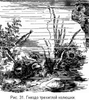 Л. Сабанеев - Жизнь и ловля пресноводных рыб. Часть 1