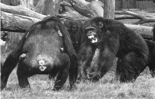 Франс де Вааль - Политика у шимпанзе. Власть и секс у приматов