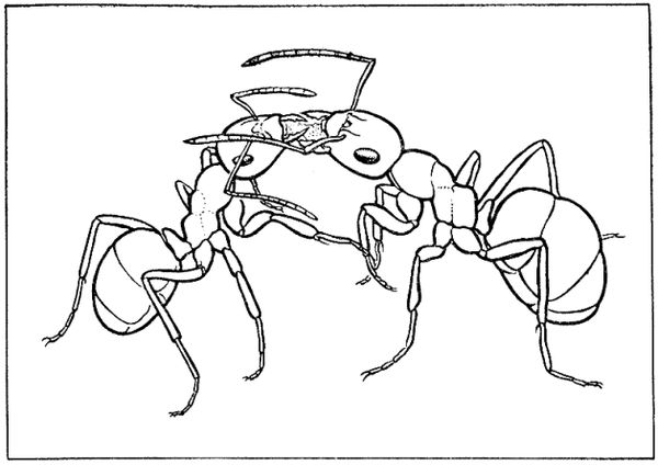 Анатолий Захаров - Муравей, семья, колония