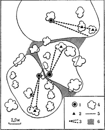 Анатолий Захаров - Муравей, семья, колония
