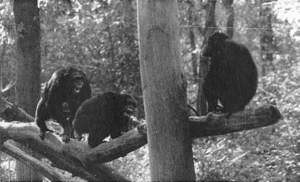 Франс де Вааль - Политика у шимпанзе. Власть и секс у приматов