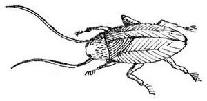 Самые обычные животные