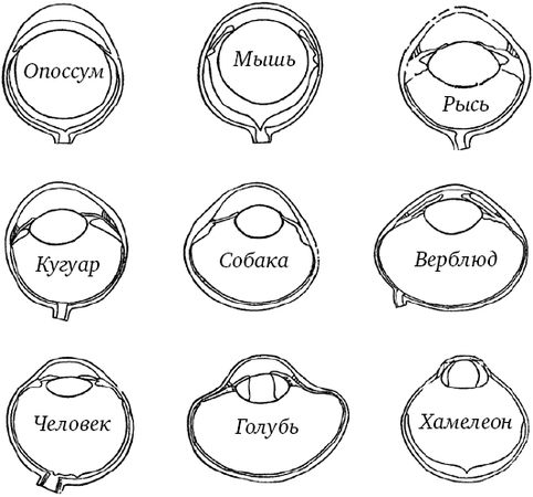 Сергей Вавилов - Глаз и Солнце