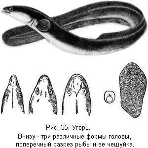 Л. Сабанеев - Жизнь и ловля пресноводных рыб. Часть 1