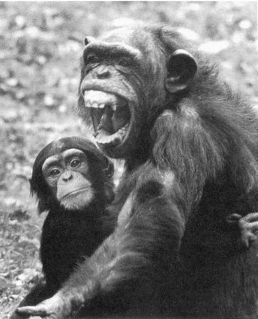 Франс де Вааль - Политика у шимпанзе. Власть и секс у приматов