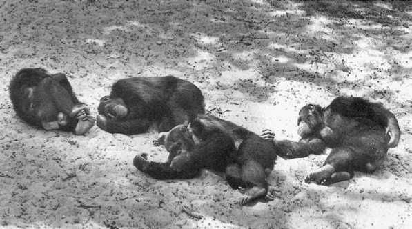 Франс де Вааль - Политика у шимпанзе. Власть и секс у приматов