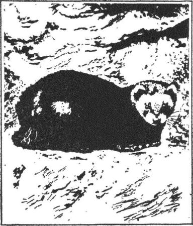 Леонид Семаго - Гнездо над крыльцом