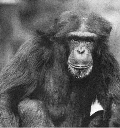 Франс де Вааль - Политика у шимпанзе. Власть и секс у приматов