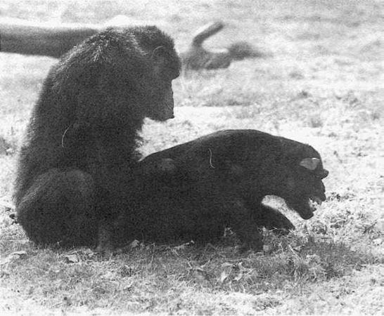 Франс де Вааль - Политика у шимпанзе. Власть и секс у приматов