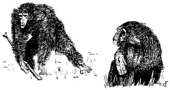 Франс де Вааль - Политика у шимпанзе. Власть и секс у приматов