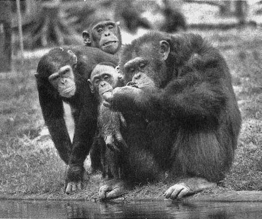 Франс де Вааль - Политика у шимпанзе. Власть и секс у приматов