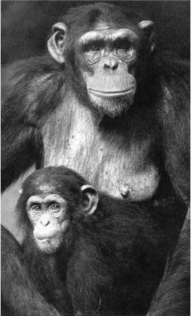 Франс де Вааль - Политика у шимпанзе. Власть и секс у приматов