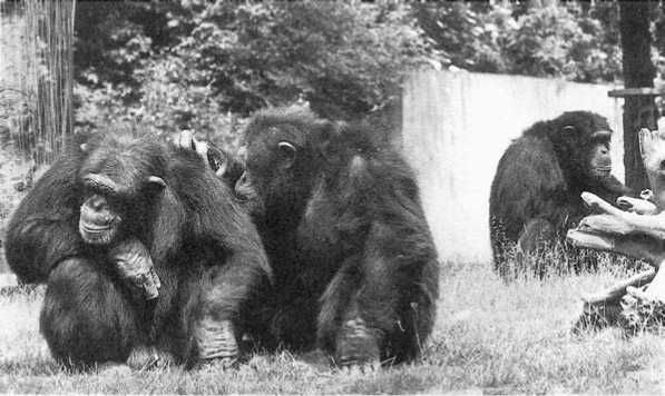 Франс де Вааль - Политика у шимпанзе. Власть и секс у приматов